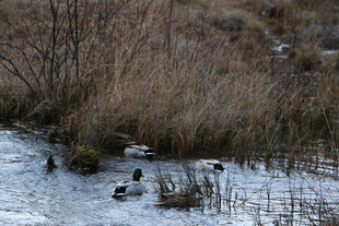 冬日湿地野鸭嬉戏场景