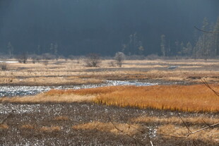 秋日旷野湿地风光