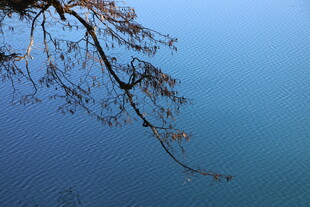 湖畔枝头映蓝天