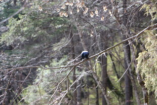 林间枝头的孤独小鸟