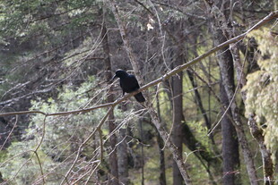 树枝上的黑色鸟儿