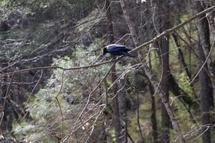 林间树枝上的黑色鸟儿