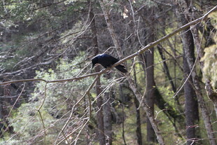 林间树枝上的黑色鸟儿