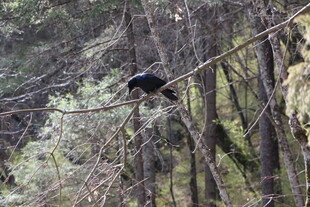 林中树枝上的黑色鸟儿