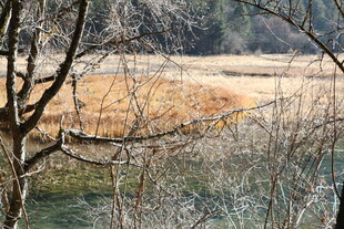林间远望开阔河岸景致