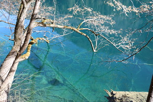 湖畔樱花垂 碧水清见底