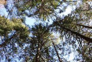 仰望森林中的高大树木