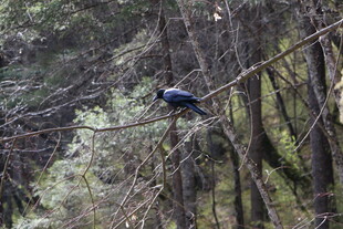 树枝上的蓝色鸟儿