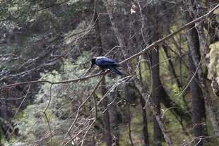 林间绳索上的神秘飞鸟