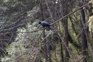 林间枝头的蓝色鸟儿