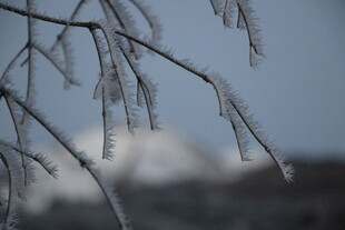 枝头挂冰的冬日景致