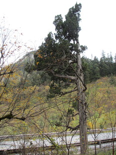 山间挺拔树木与远景景观