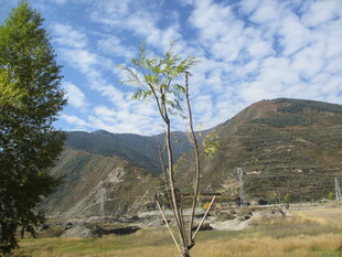 山间风景 挺拔小树挺立