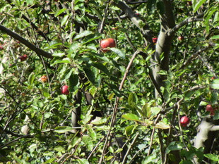 枝头红苹果 绿叶相映衬
