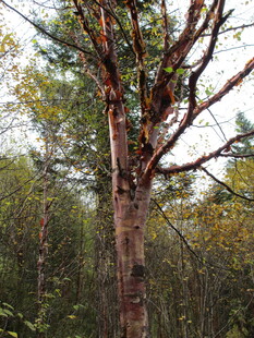 森林中挺拔的树干