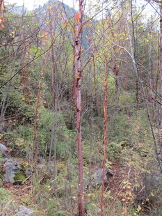 山林中几株色彩独特的树木