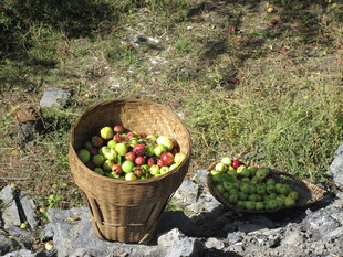 户外装满水果的藤编篮子