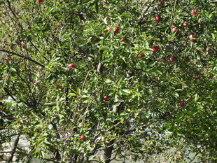 枝头红果点缀绿叶间