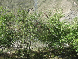 山间葱郁绿树风景