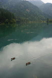 湖光山色中双鸭悠游