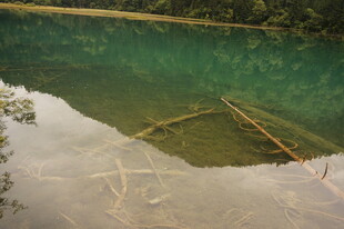 清澈水域中的木质漂浮物
