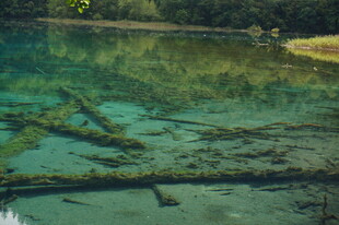 清澈湖底的枯木景观