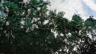 茂密树林中的繁茂枝叶