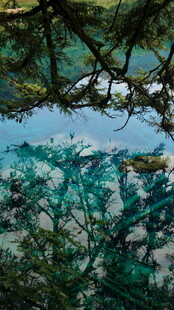 透过枝叶看碧海蓝天