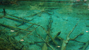 清澈水底的枯木景象