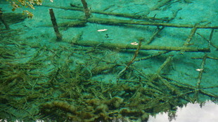 水下木质结构与绿植景观