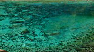 清澈水底的斑斓景象