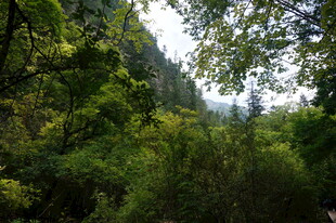 山林绿意盎然的自然景致