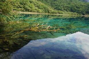 清澈湖底的枯木美景