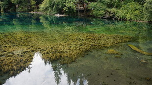 清澈溪水下的繁茂水底植物