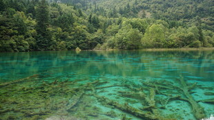 清澈碧湖与水下枯木景观