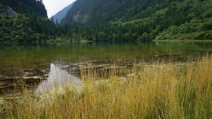 山间湖畔 水草摇曳之景