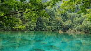 清澈碧绿的山林间幽潭