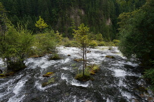 山间湍急溪流 绿意盎然