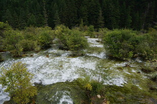 山间溪流穿林而过