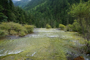 山间溪流 绿意盎然的景致