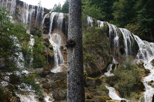 山间瀑布旁的挺拔树木