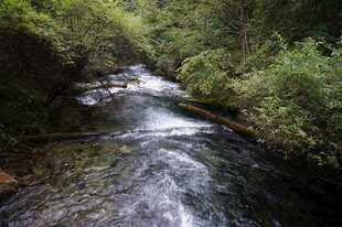 山间溪流 绿意环绕的美景