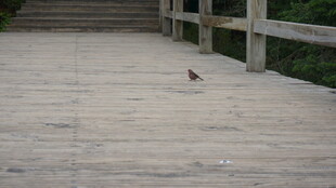 木栈道上的小鸟