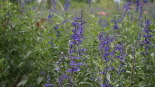 紫色野花绽放的清新景致