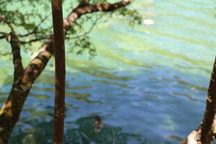 透过树枝看水中游泳者