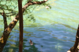 湖畔树木下的戏水场景