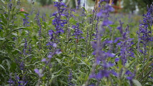 紫色鼠尾草花丛美景