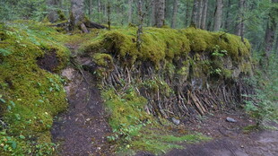 森林中长满苔藓的小径