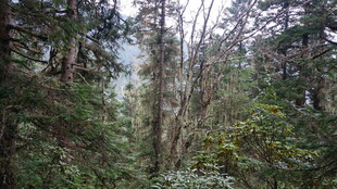 茂密森林中的树木景观