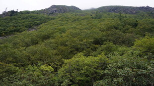 翠绿山峦间的茂密植被